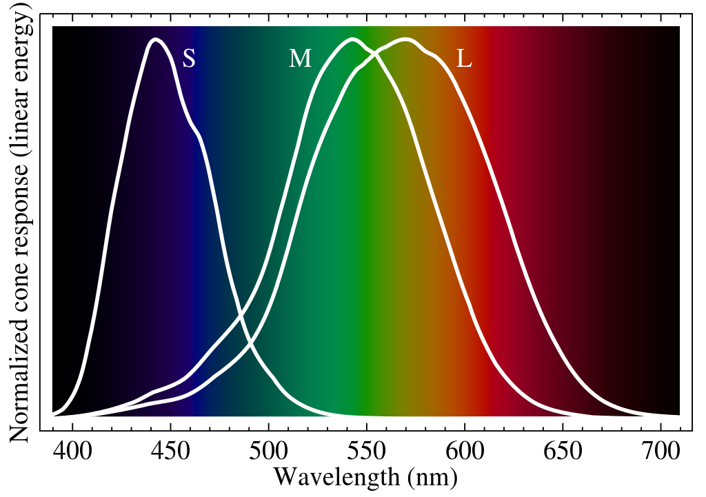 Normalized response spectra of human cones
